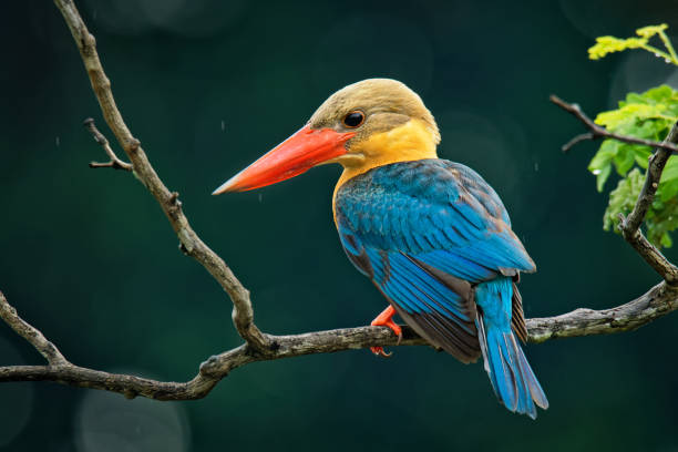 istock Stork-billed Kingfisher (Pelargopsis capensis) - tree kingfisher distributed in the tropical Indian subcontinent and Southeast Asia, from India to Indonesia - Singapore, Malaysia 1157576161