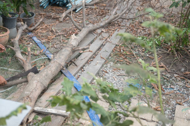 istock A man cutting a tree in the garden at home 1157577141