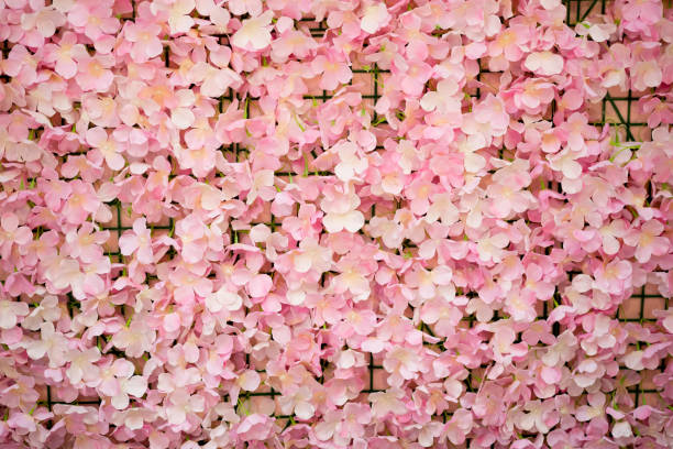 istock Pink flower texture background, backdrop for take a photo 1157577203