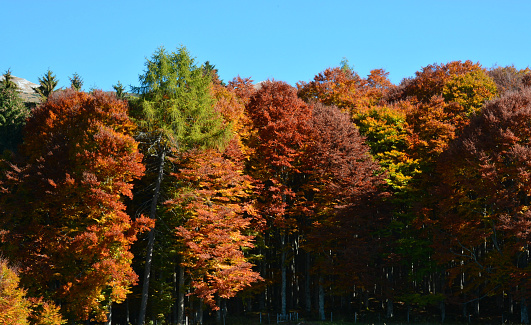 El bosque está coloreado con la llegada del otoño photo