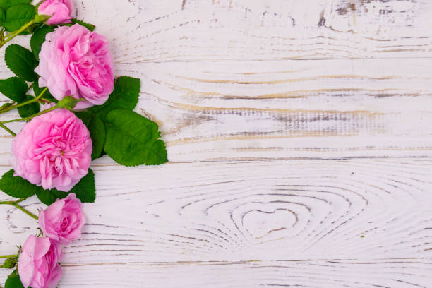 istock Pink roses on a white wooden background. Top view, copy space 1157577837