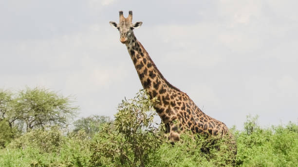 istock Giraffe in the Savannah Safari in Kenya 1157578227