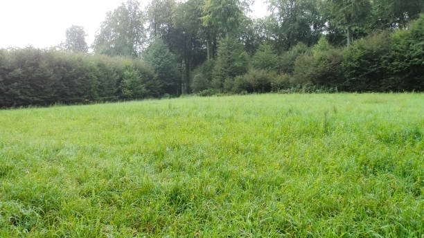 istock Landscape with green field, Luxembourg, Europe 1157578281