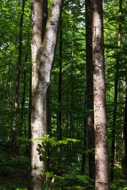 istock Bohinjsko jezero - Slovenia -in the woods 1157579459