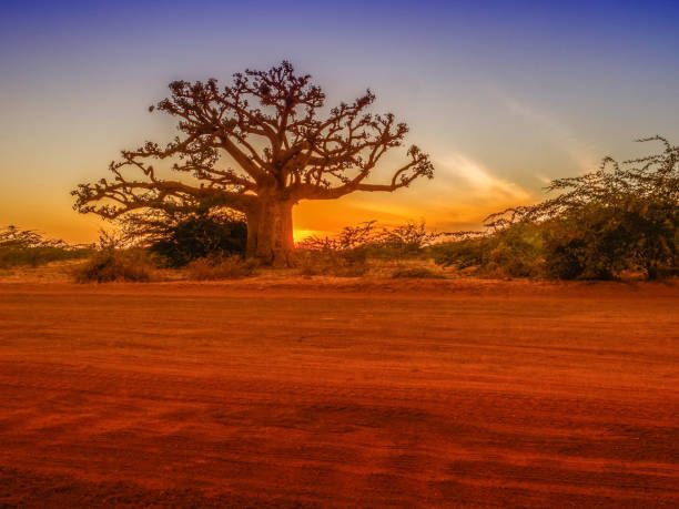 Silhouette of baobab tree at sunset. Tree of happiness, Senegal. Africa