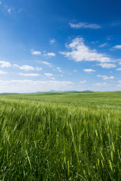 istock Beautiful  Morning View of Fields of Grain 1157580174