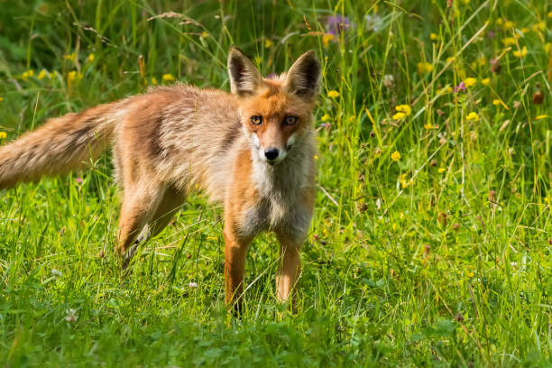 istock A beautiful fox in his natural habitat 1157580468