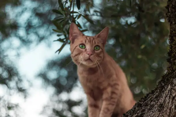 Lovely striped cat with green eyes climbed a tree