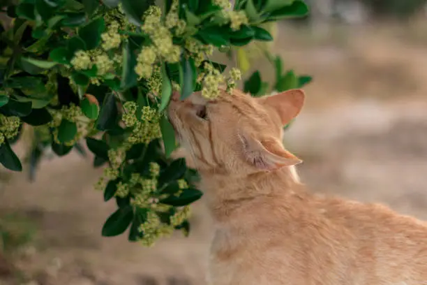 Adorable cat sniffing a flower with care