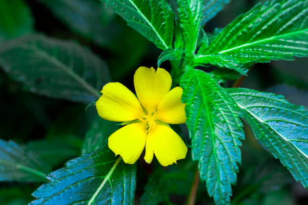 schöne gelbe damiana blume mit grünen blättern - herbal medicine herb leaf india stock-fotos und bilder