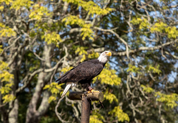 istock An American Bald Eagle - Haliaeetus leucocephalus 1157584052
