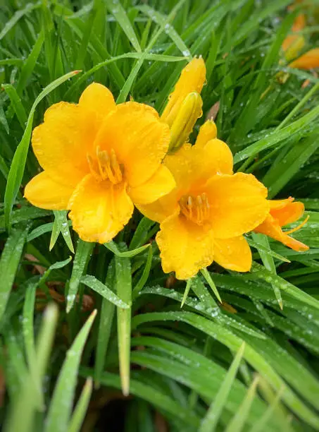 Close up view of yellow day lilies with raindrops