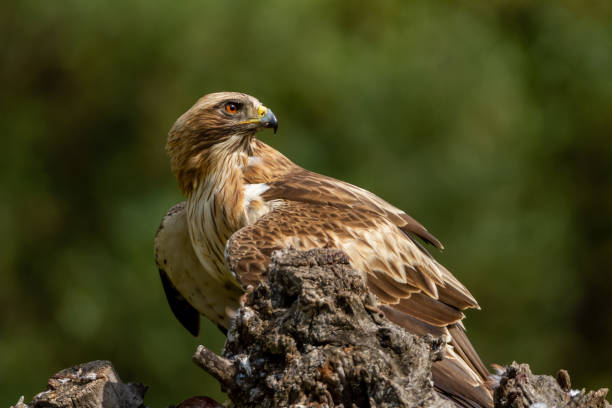 istock Booted Eagle Hieraaetus pennatus in the nature, Spain 1157585462