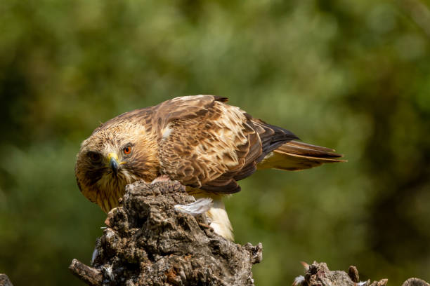 istock Booted Eagle Hieraaetus pennatus in the nature, Spain 1157585497