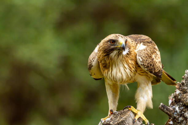 istock Booted Eagle Hieraaetus pennatus in the nature, Spain 1157585499
