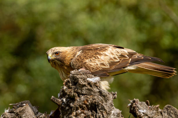 istock Booted Eagle Hieraaetus pennatus in the nature, Spain 1157585501