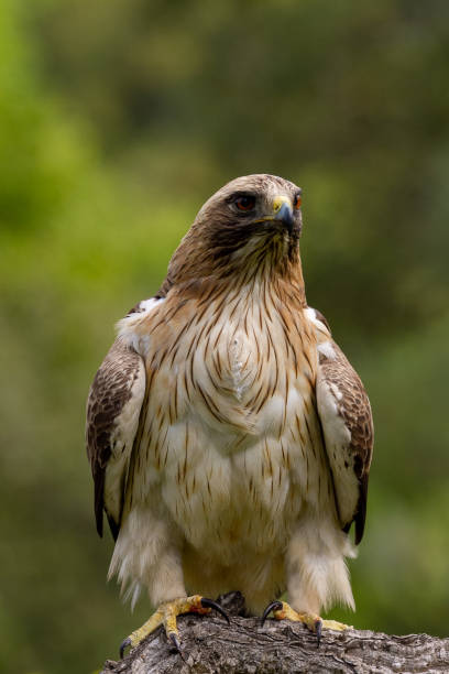 istock Booted Eagle Hieraaetus pennatus in the nature, Spain 1157585682