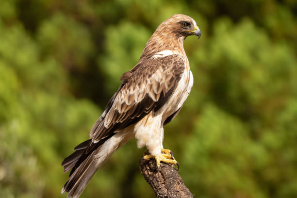 istock Booted Eagle Hieraaetus pennatus in the nature, Spain 1157585753