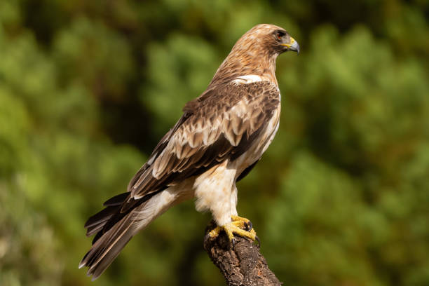 istock Booted Eagle Hieraaetus pennatus in the nature, Spain 1157585756