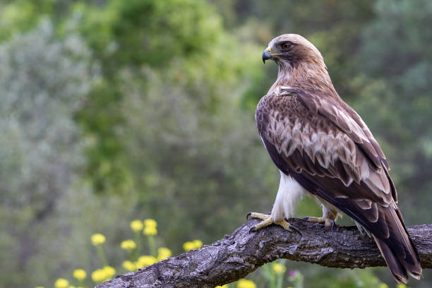 Booted Eagle Hieraaetus pennatus in the nature, Spain Booted Eagle Hieraaetus pennatus in the nature, Spain spotted eagle stock pictures, royalty-free photos & images