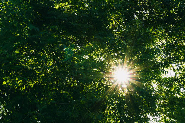istock Nice sun beams through green tree leaves 1157586634