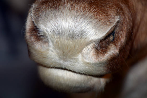 Funny photo of a goat's face. Goat's nose close up. Selective focus, close-up. Close up of a goat's nose and mouth.Funny photo of a goat's face
