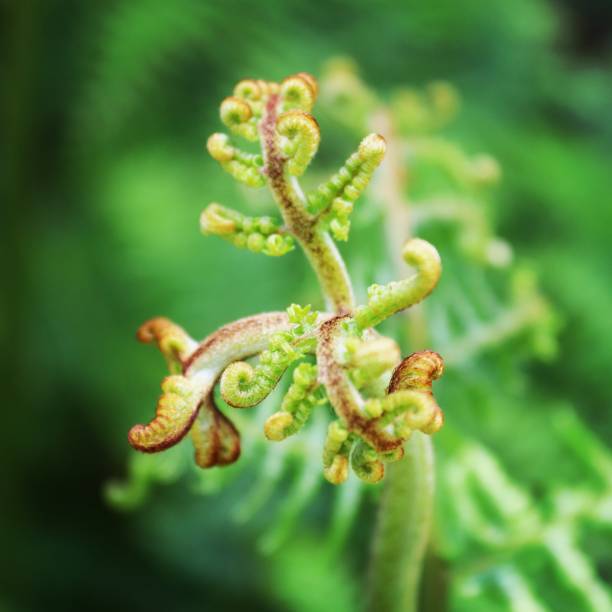 istock Mid summer flora and fauna 1157589241