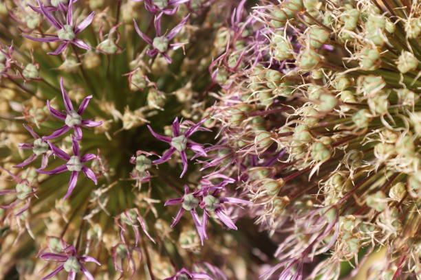 istock Mid summer flora and fauna 1157589674