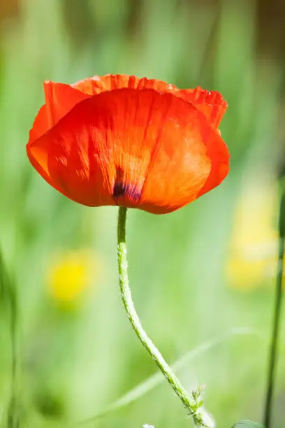 red poppy flower closeup view on blurred outdoor green background