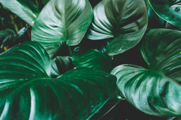 istock Green leaves for background 1157592371