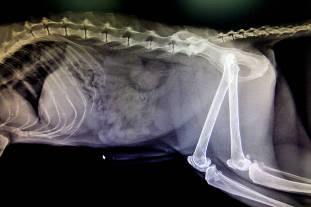 pellicola laterale a raggi x - vet x ray veterinary medicine x ray image foto e immagini stock