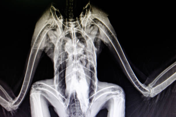 istock lateral x-ray film 1157592691