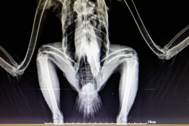 istock lateral x-ray film 1157592748