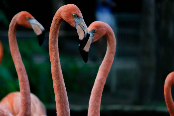 istock American flamingo 1157593510