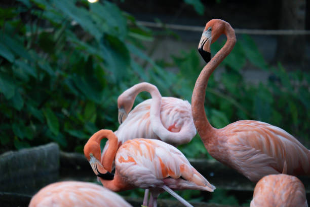 amerikanischer flamingo - 5898 stock-fotos und bilder