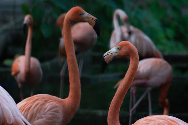 istock American flamingo 1157593671