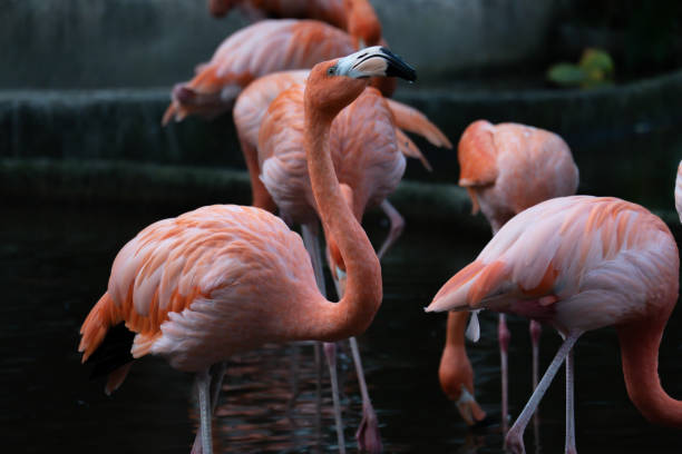 istock American flamingo 1157593688