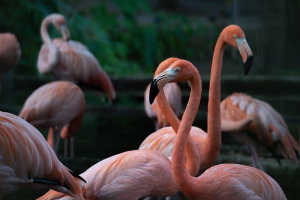 istock American flamingo 1157593690