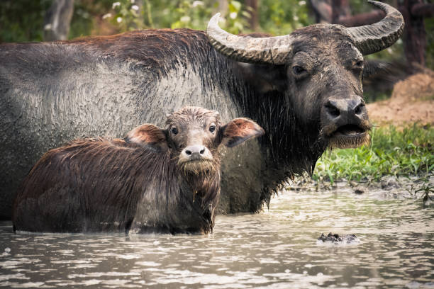 bufalo - buffalo bayou foto e immagini stock