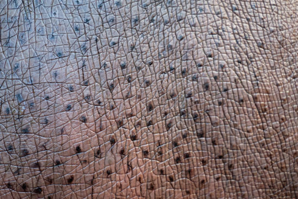 Hippopotamus skin stock photo