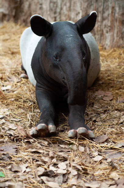 Malayan tapirs stock photo
