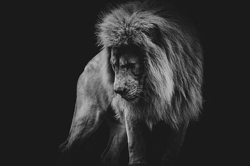 black and white dark portrait of a African lion pose