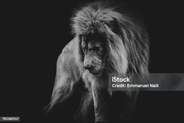 Black And White Dark Portrait Of A African Lion Stock Photo - Download Image Now - Lion - Feline, Black And White, Animal Head
