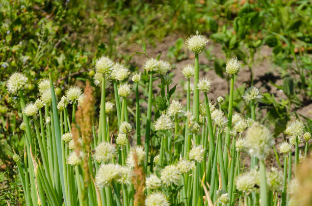 istock growing young garlic on a garden bed 1157602401