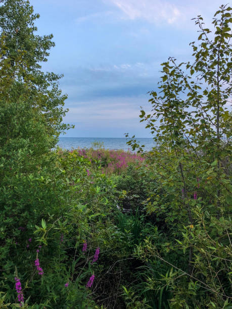 istock Purple wildflowers landscape by lake 1157608216