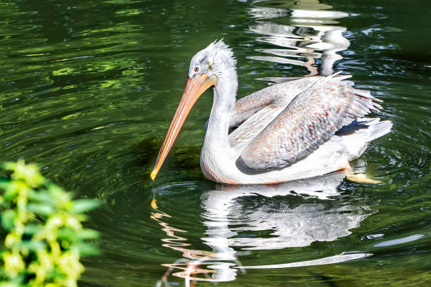 white pelican swimming in the water under the rays of the sun. - pelican landing imagens e fotografias de stock