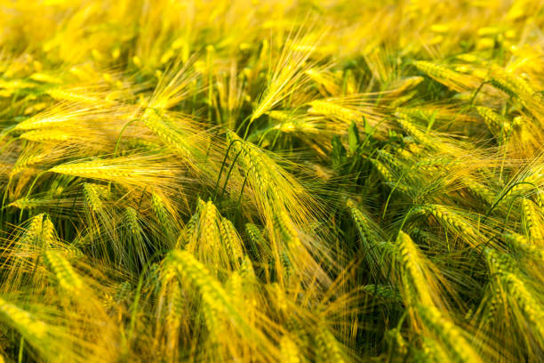 istock Wheat grows on the field. shot before sunset 1157614183