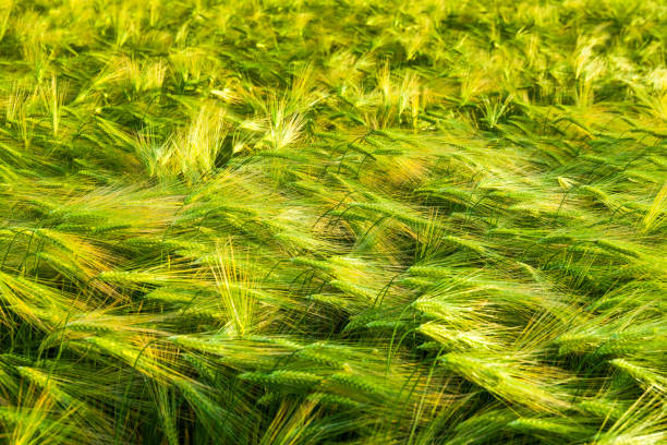 istock Wheat grows on the field. shot before sunset 1157615006