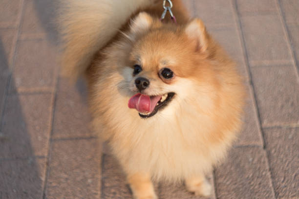 istock Pomeranian is looking awake, cheerful, curious. 1157615096