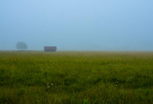 Foggy June morning in Midewin National Tallgrass Prairie.  Wilmington, Illinois, USA